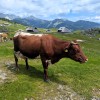 velika-planina
