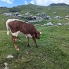velika-planina