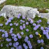 velika-planina