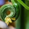 deformirana kumarica
