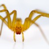 Chilean_recluse_spider_(Loxosceles_laeta).jpg