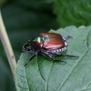 CZ9B4850-Popillia-japonica_SM__FitMaxWzIwMDAsMjAwMCwiOGRmOGI0NmEzZCJd.jpg