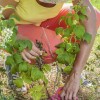 malina