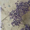 Skakači (Collembola)