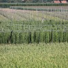 hmelj, pridelava, podnebne-spremembe, pridelek, neurja, toca