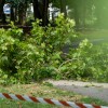 vrane-v-parku, odstranjevanje-gnezd-vran, komunala, simbolična