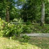 vrane-v-parku, odstranjevanje-gnezd-vran, komunala, simbolična