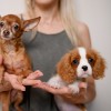 Cavalier King Charles španjel, čivava