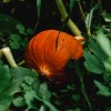 hokaido buča