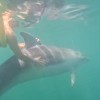 delfin