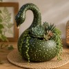 okrasna-buca, speckled-swan