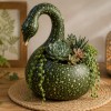 okrasna-buca, speckled-swan