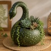 okrasna-buca, speckled-swan