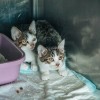 veterinaria-murska-sobota, veterinar, veterina, simbolična, živali, psi, pes, mačka, mačke, mački
