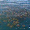 Meduze