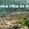 riba-in-mi.jpg