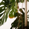 monstera rjav madež