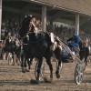 kasaske-dirke, hipodrom-ljutomer, slovenski-kasaski-derbi