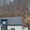 drevo gozd ljubljana