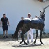 ljutomer, xxxvi-slovenski-kasaški-derby.