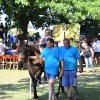 ljutomer, xxxvi-slovenski-kasaški-derby.