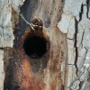 čentiba, drevored, vandalizem, lendava, pince, dolina, platana, platane