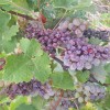 mv-vinogradi suša 2.jpg