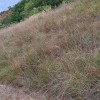 suša-trava-(2).jpg