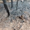 pozar-v-gozdu, dobrova