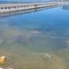 jezero-cianobakterije.jpg