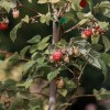 maline