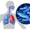 Legionella pneumophila bacteria2.jpg