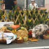 bograc, bogračfest, bogračfest-2026, lendava