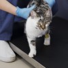 close-up-doctor-holding-cat-with-leg-injury.jpg