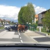 pobegli bik.jpg