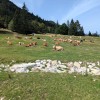 soriska-planina, planinski-izlet