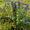 soriska-planina, planinski-izlet