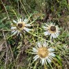 soriska-planina, planinski-izlet