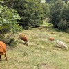 soriska-planina, planinski-izlet