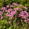 Tavžentroža, Centaurium erythraea