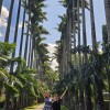 palme