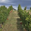 simbolična, bratva, bratev, grozdje, vinograd