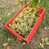 simbolična, bratva, bratev, grozdje, vinograd