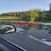 Takšnega prizora pa res ne vidimo vsak dan