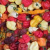smarski-cili-in-bbq-fest, cili-in-bbq-fest