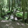 Pravljično lepa pot skozi gozd pod Machovim hribom ob meandrih Slatenskega potoka