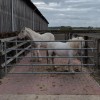 260910-horse-trafficking-scheme-2.jpg