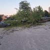 drevo, valjhunova ulica, ljubljana.jpg