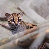 Tilcayo_tiger_cat.jpg