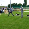 razstava-psov, obcina-lendava, sportni-park-lendava